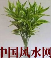 凉山十二生肖养什么植物最旺财运？你知道吗！